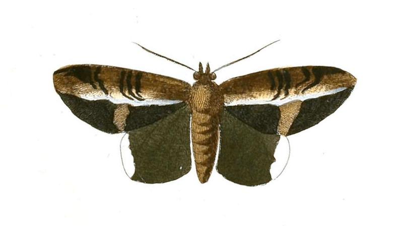 Illustrations of Exotic Entomology Noctua Numeria