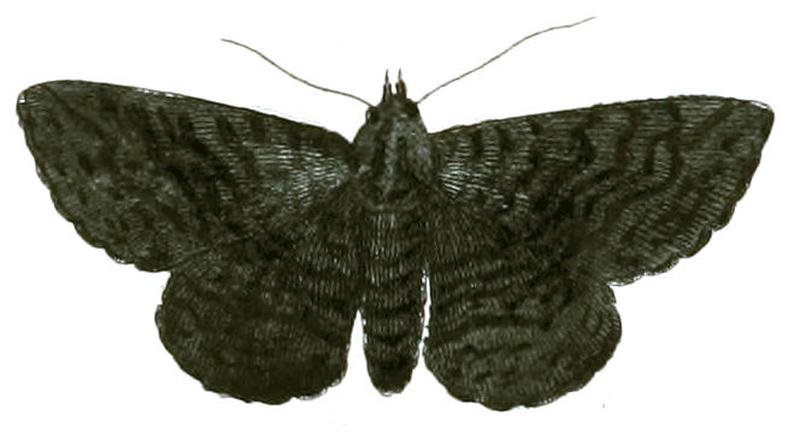 Illustrations of Exotic Entomology Noctua Undularis