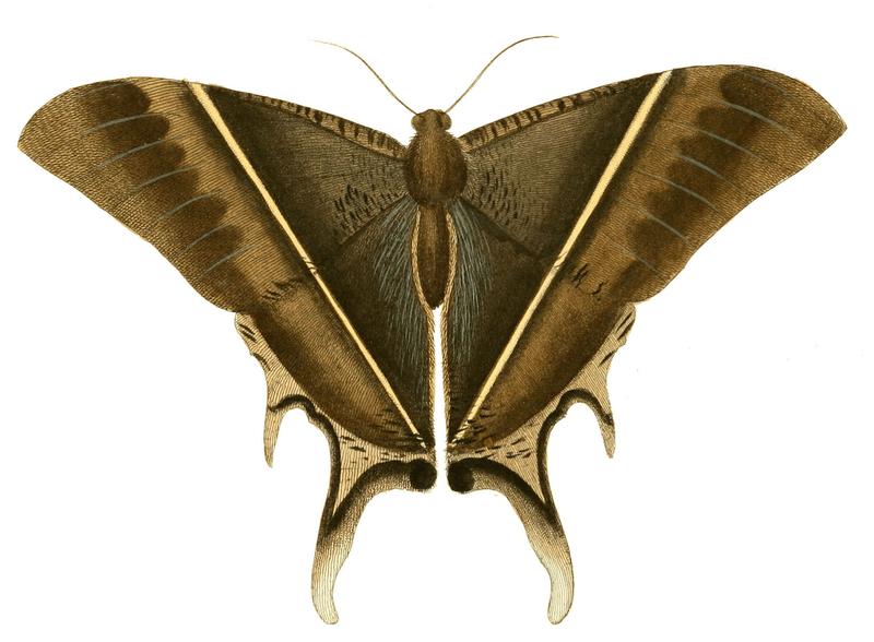 Illustrations of Exotic Entomology Nyctalemon Patroclus