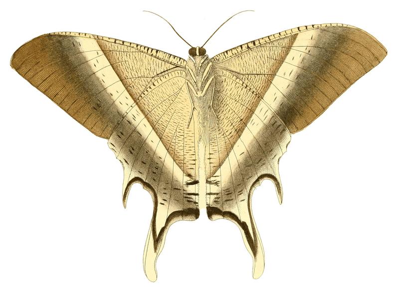 Illustrations of Exotic Entomology Nyctalemon Patroclus under