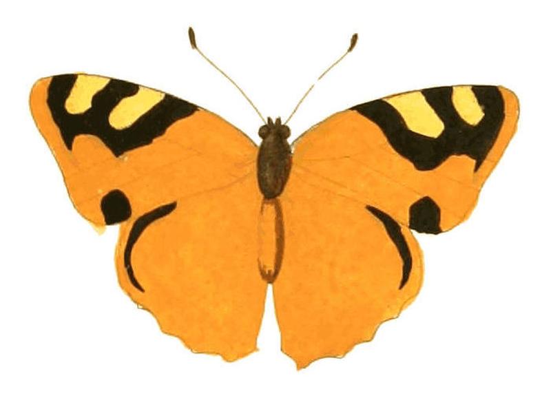 Illustrations of Exotic Entomology Nymphalis Cadma