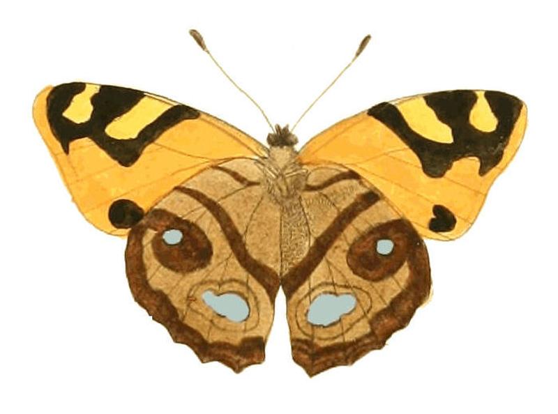 Illustrations of Exotic Entomology Nymphalis Cadma under