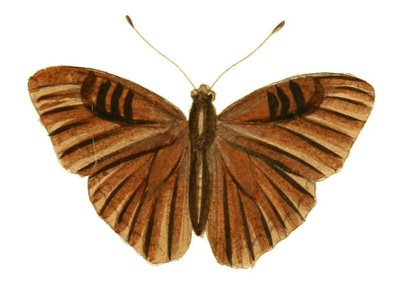 Illustrations of Exotic Entomology Nymphalis Doriclaea