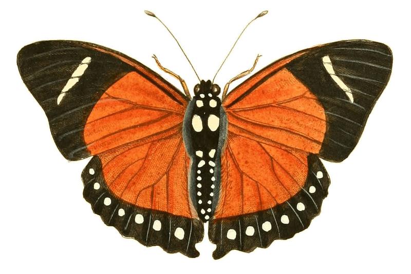 Illustrations of Exotic Entomology Nymphalis Eleus