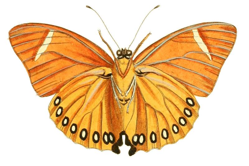 Illustrations of Exotic Entomology Nymphalis Eleus under