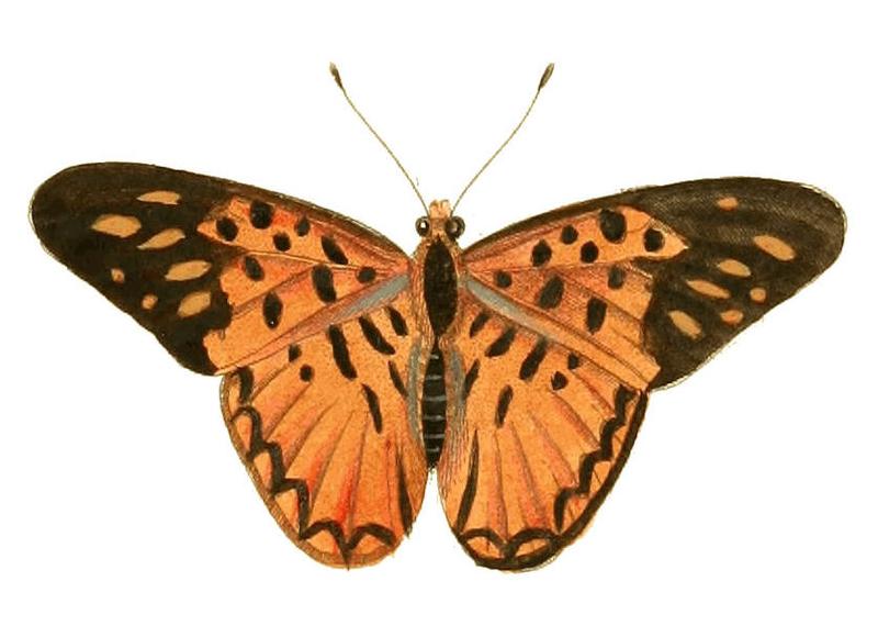 Illustrations of Exotic Entomology Nymphalis Hostilia