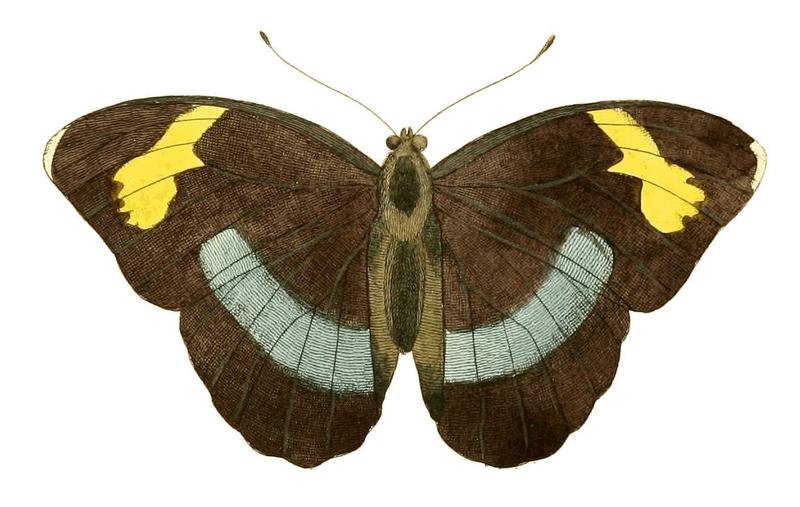 Illustrations of Exotic Entomology Nymphalis Medon