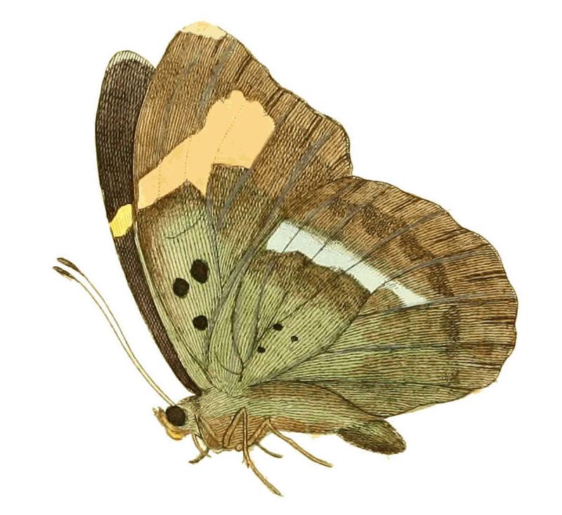 Illustrations of Exotic Entomology Nymphalis Medon under