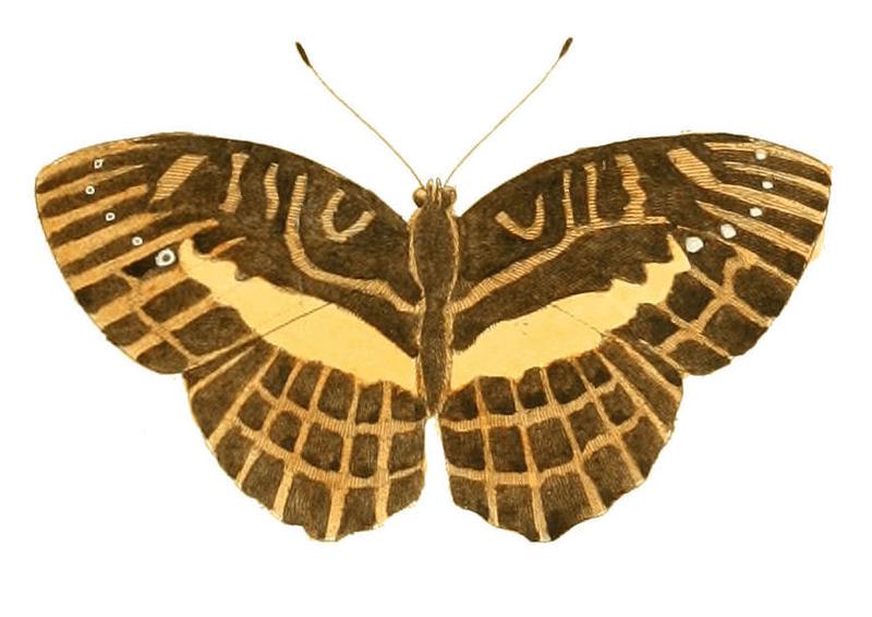 Illustrations of Exotic Entomology Nymphalis Opis