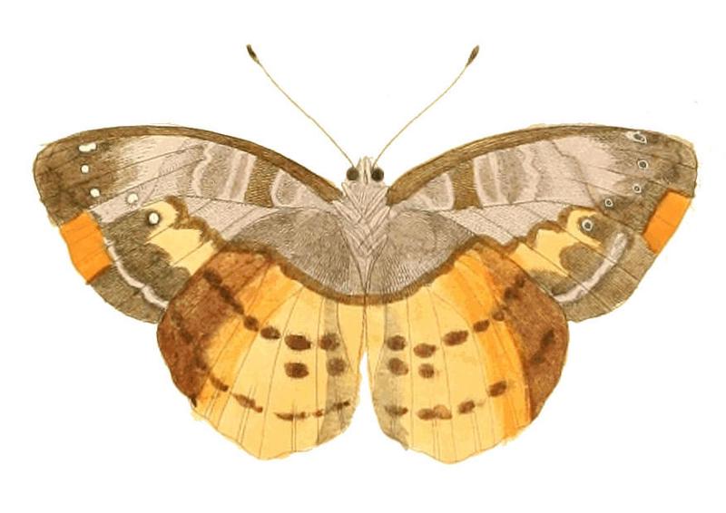Illustrations of Exotic Entomology Nymphalis Opis under