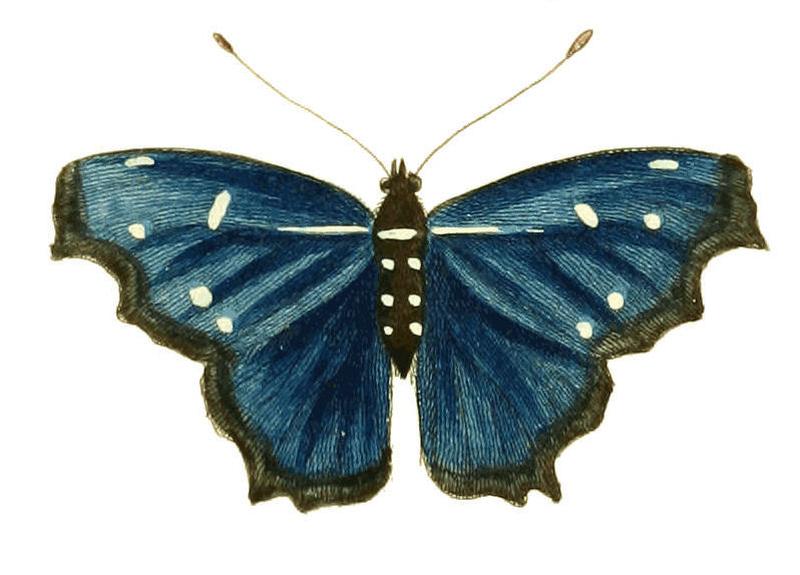 Illustrations of Exotic Entomology Nymphalis Orsis