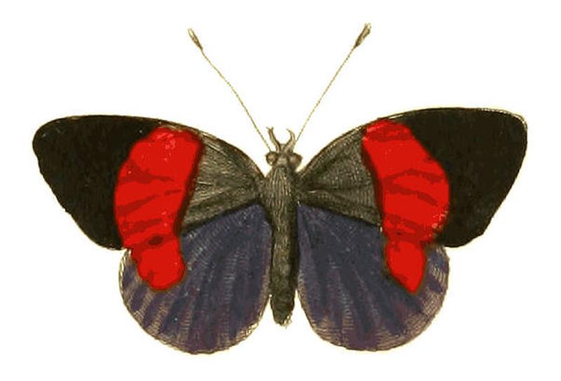 Illustrations of Exotic Entomology Nymphalis Pyramus
