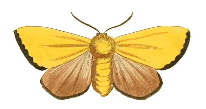 Illustrations of Exotic Entomology Odonestis Servula
