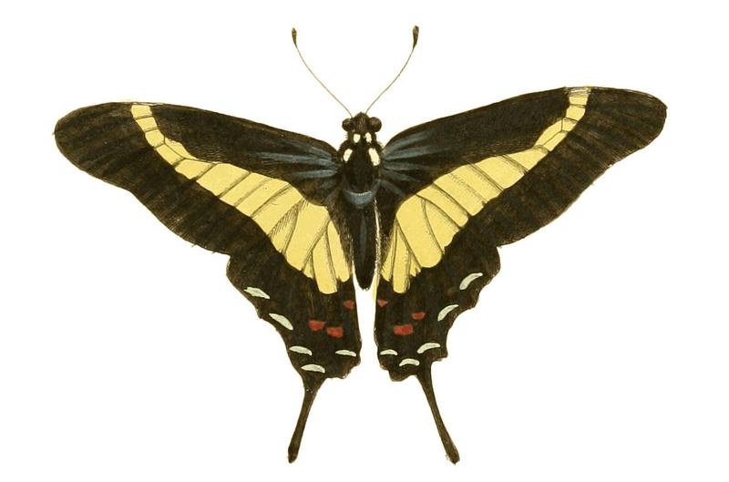 Illustrations of Exotic Entomology Papilio Asius