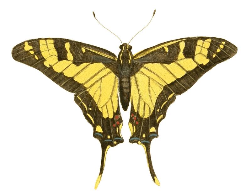 Illustrations of Exotic Entomology Papilio Thyastes