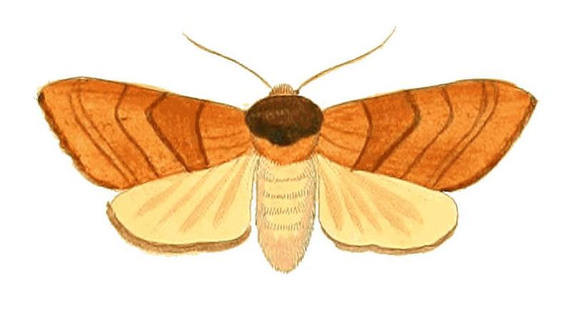 Illustrations of Exotic Entomology Petasia Ministra