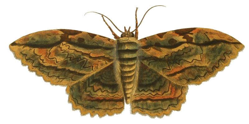 Illustrations of Exotic Entomology Phalaena Zenobia