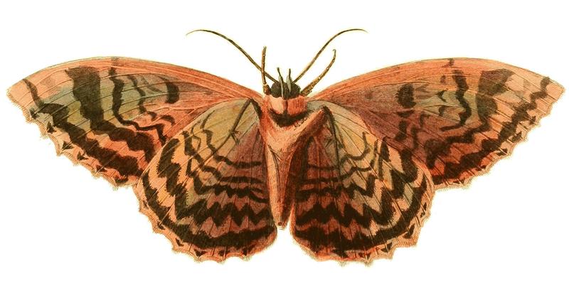 Illustrations of Exotic Entomology Phalaena Zenobia under