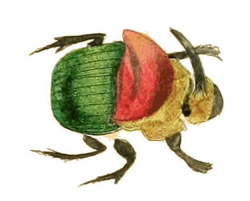 Illustrations of Exotic Entomology Phanæus Carnifex