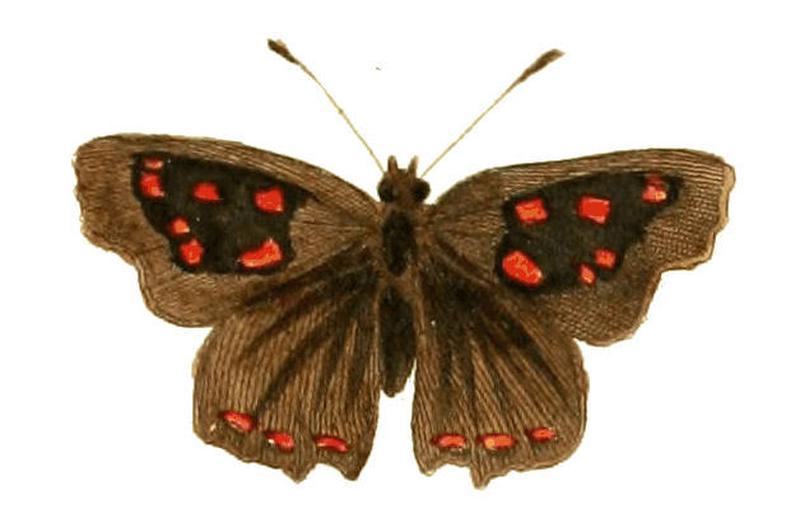 Illustrations of Exotic Entomology Phasis thero