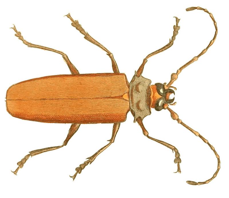 Illustrations of Exotic Entomology Prionus Cinnamomeus