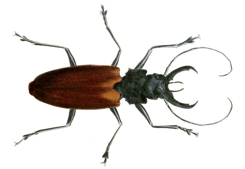 Illustrations of Exotic Entomology Prionus Damicornis