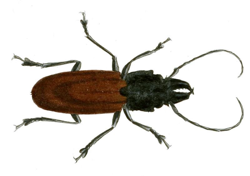 Illustrations of Exotic Entomology Prionus Maxillosus