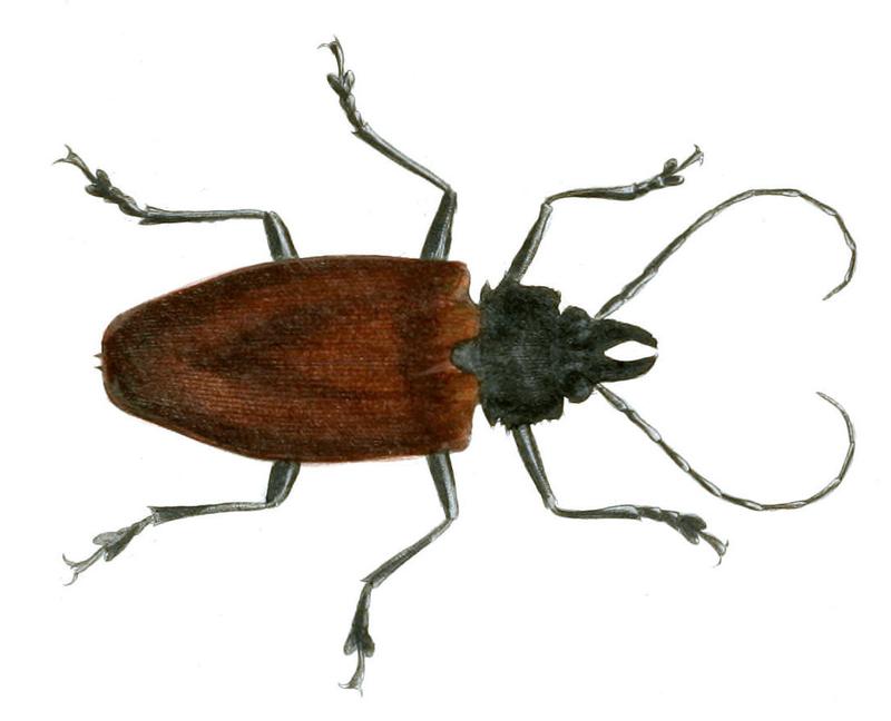 Illustrations of Exotic Entomology Prionus Melanopus