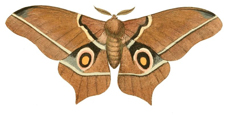 Illustrations of Exotic Entomology Saturnia Epimethea