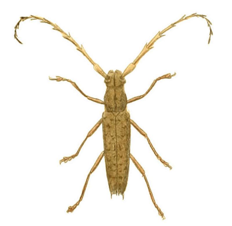 Illustrations of Exotic Entomology Stenocornus Spinicornis