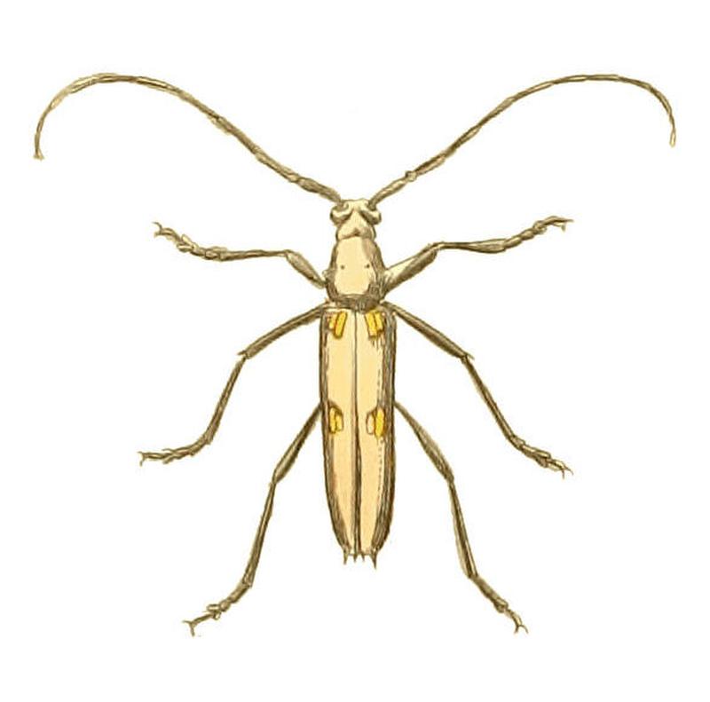 Illustrations of Exotic Entomology Stenocorus 4-maculatus