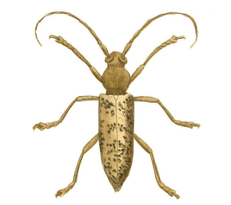 Illustrations of Exotic Entomology Stenocorus Atomarius