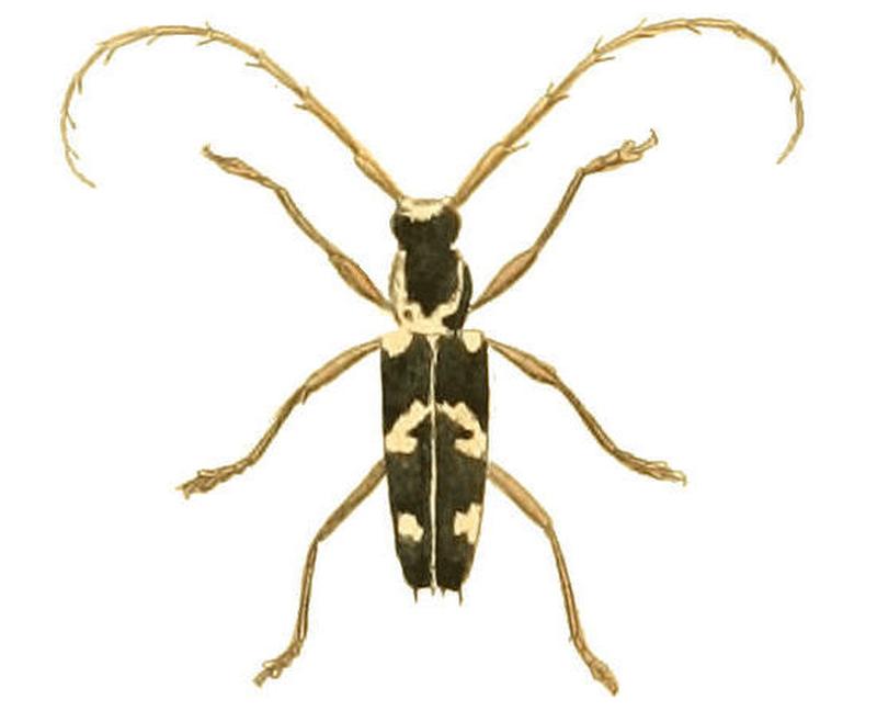 Illustrations of Exotic Entomology Stenocorus irroratus
