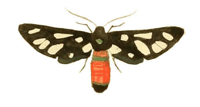 Illustrations of Exotic Entomology Syntomis Cerbera