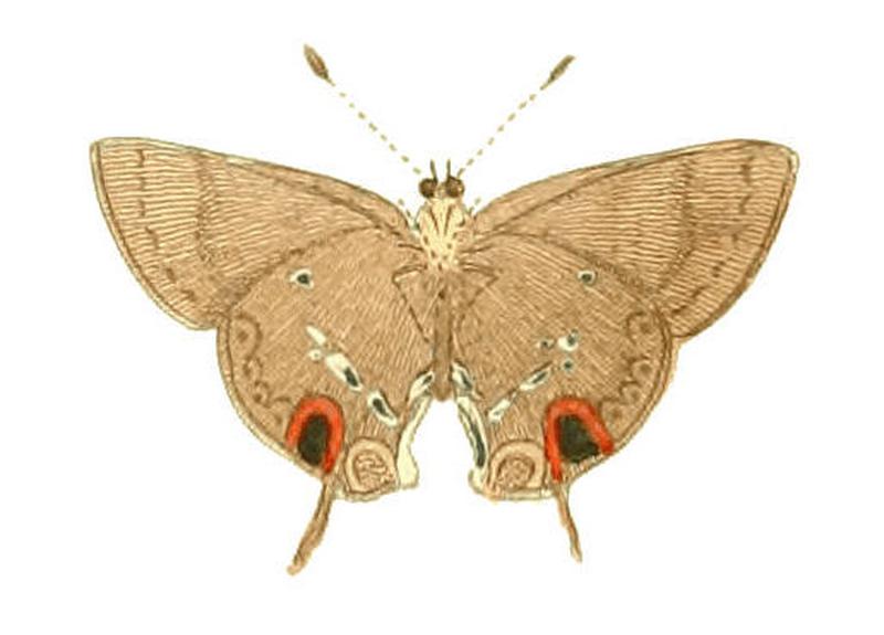 Illustrations of Exotic Entomology Thecla Pan