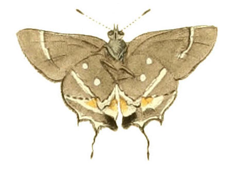 Illustrations of Exotic Entomology Thecla acis
