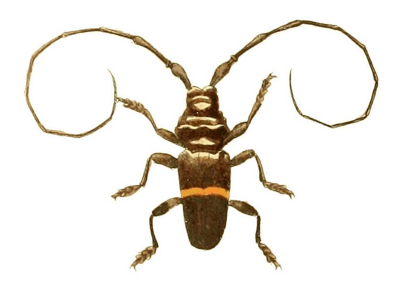 Illustrations of Exotic Entomology Trachyderes Succinctus