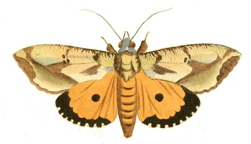 Illustrations of Exotic Entomology Triphaena Materna