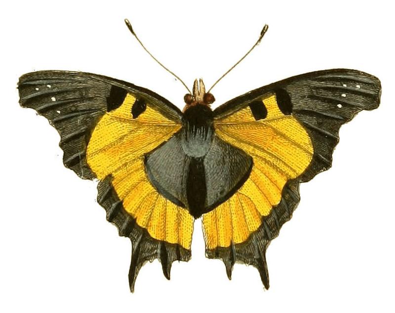 Illustrations of Exotic Entomology Vanessa Delius