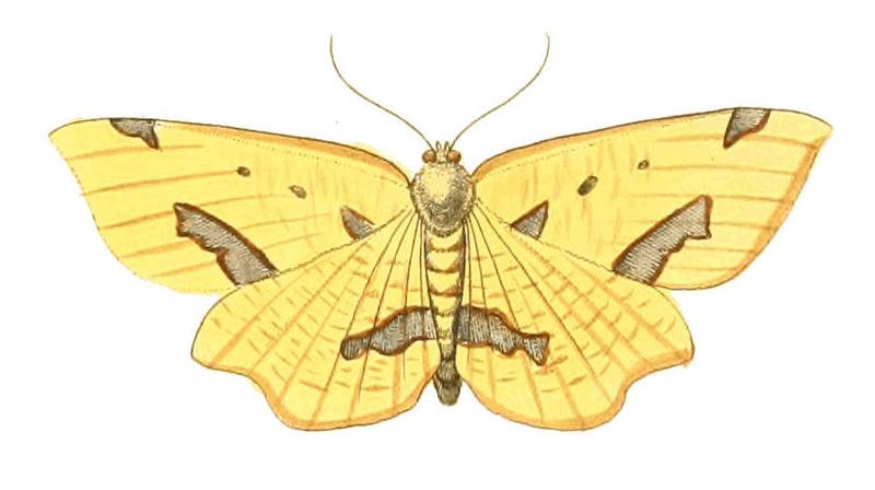 Illustrations of Exotic Entomology Venilia Sospeta