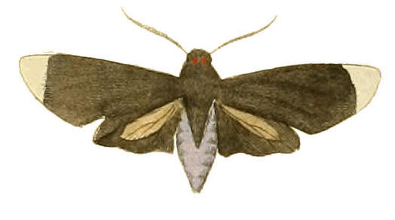 Illustrations of Exotic Entomology Zygæna Thetis