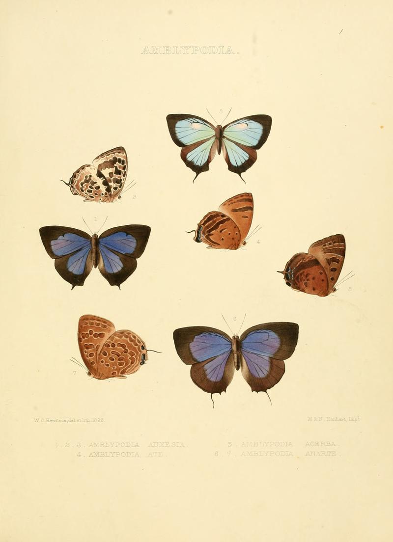 Illustrations of diurnal Lepidoptera 1