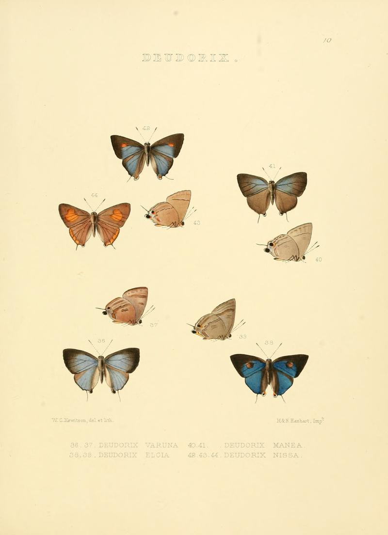 Illustrations of diurnal Lepidoptera 10