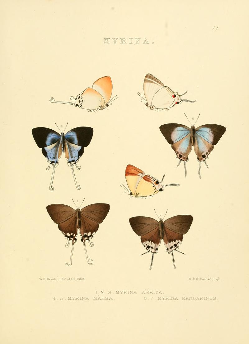 Illustrations of diurnal Lepidoptera 11