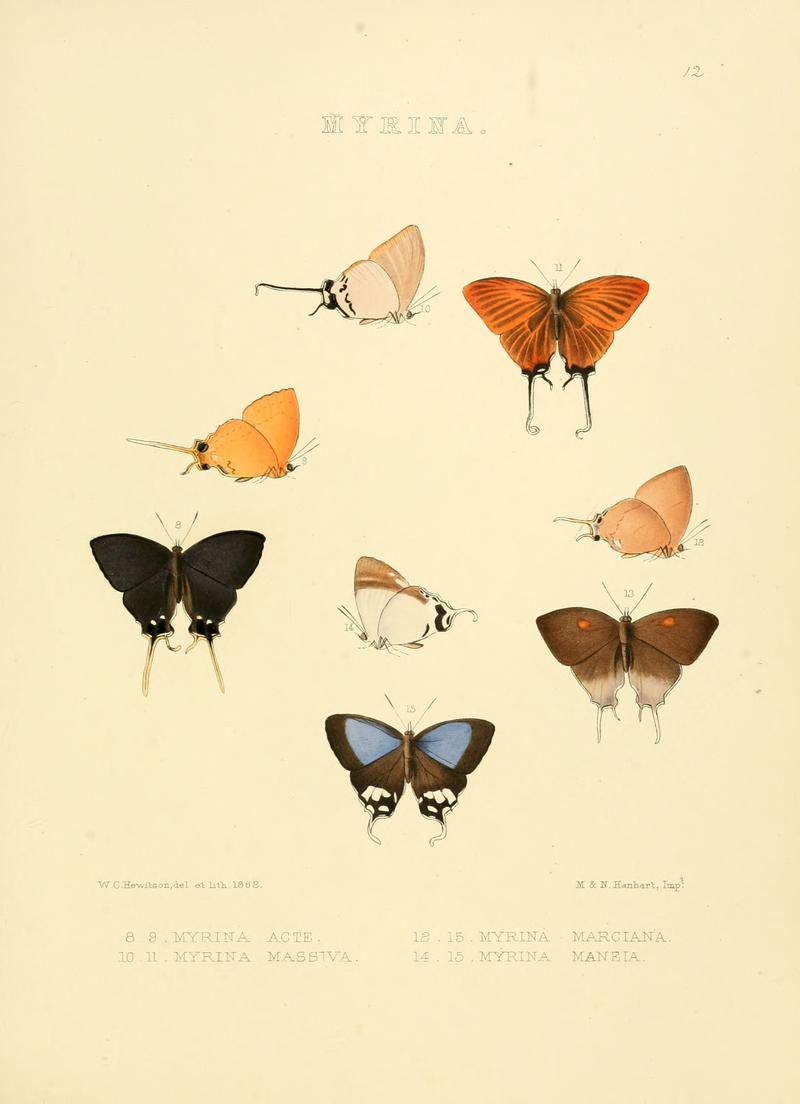 Illustrations of diurnal Lepidoptera 12