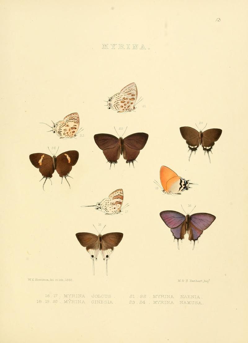 Illustrations of diurnal Lepidoptera 13