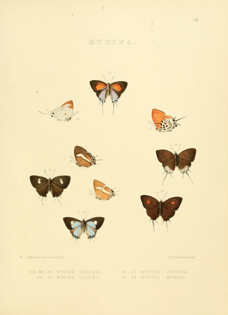 Illustrations of diurnal Lepidoptera 14