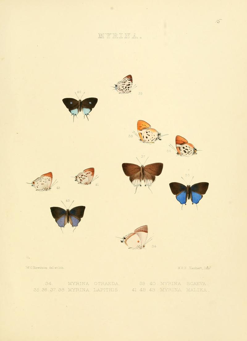 Illustrations of diurnal Lepidoptera 15