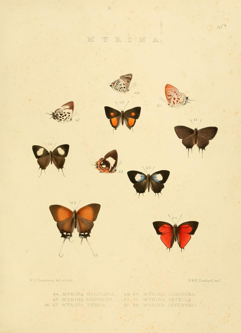 Illustrations of diurnal Lepidoptera 16