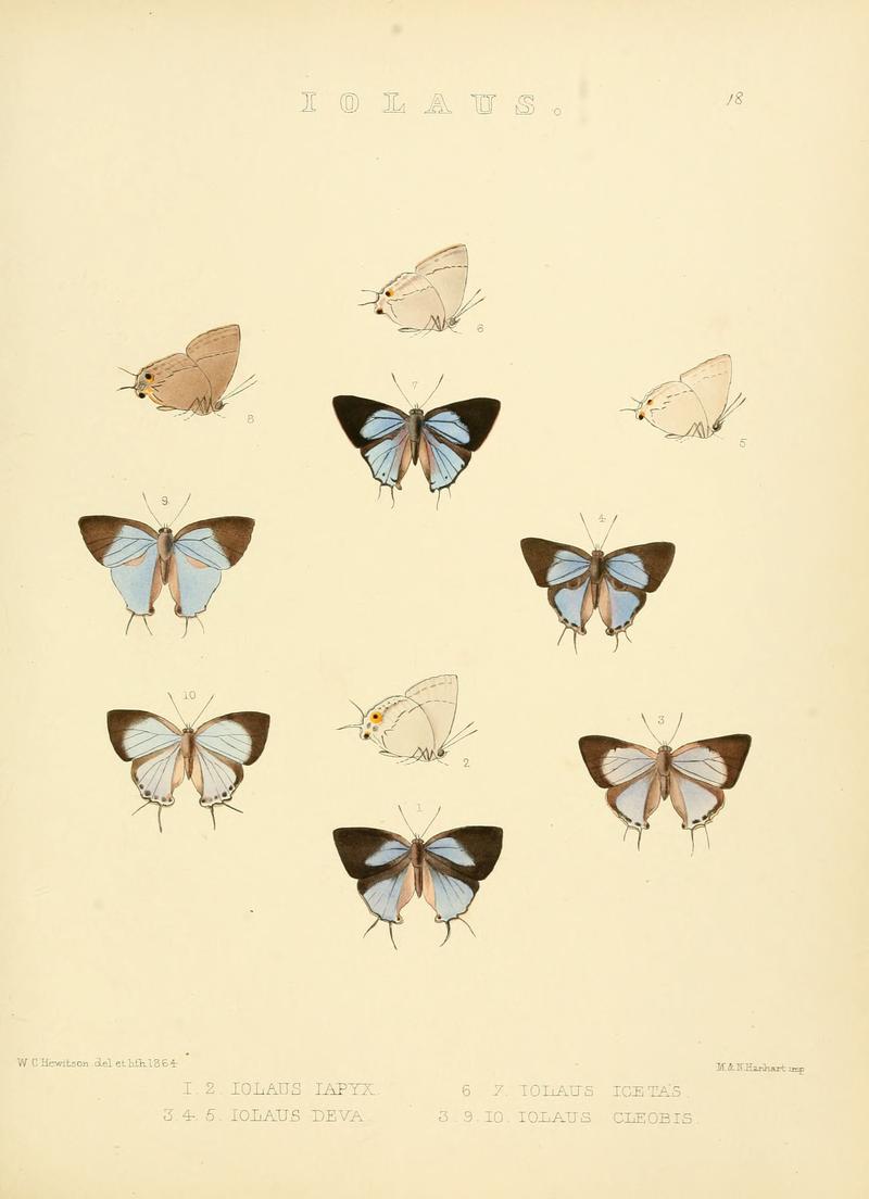 Illustrations of diurnal Lepidoptera 18